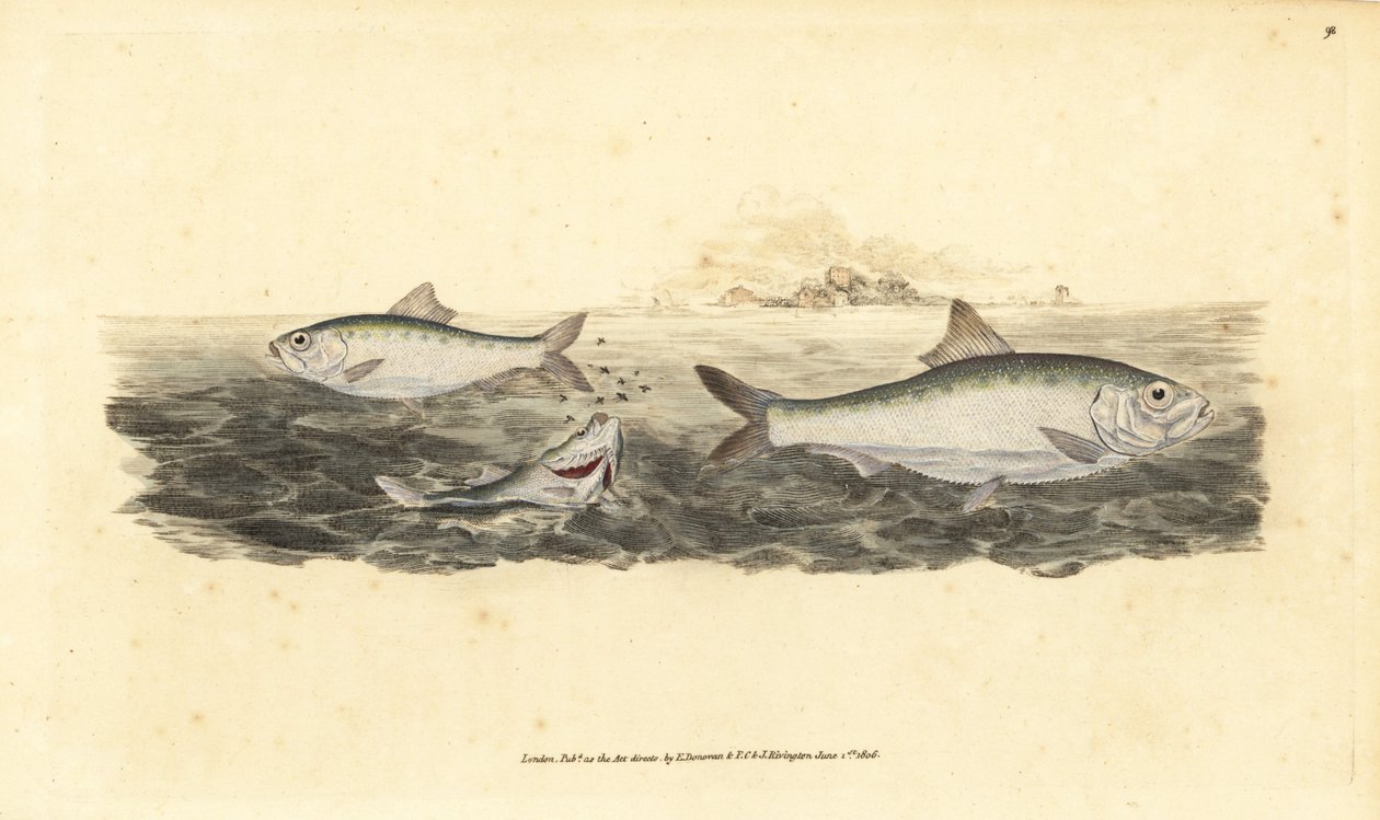 Allis shad, Alosa alosa by Edward Donovan