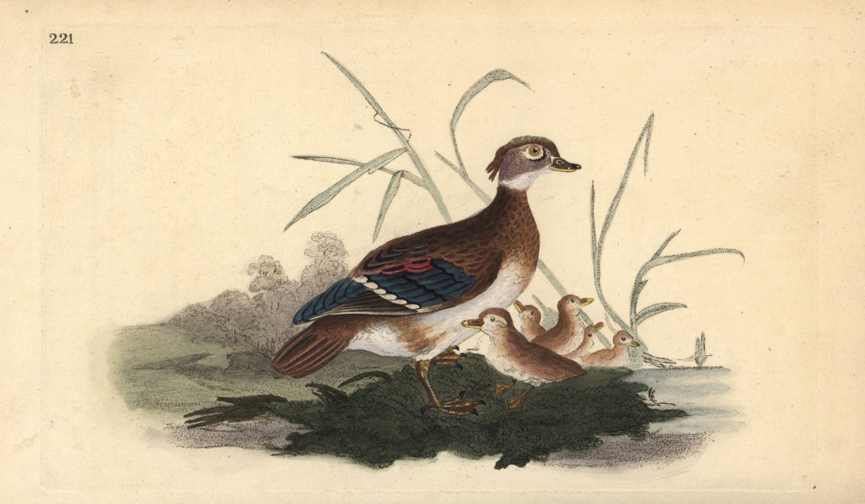 American Wood Duck (female and young). Handcoloured copperplate from Natural History of British Birds, London by Edward Donovan