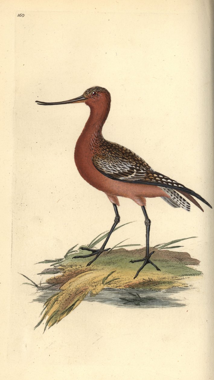 Bar-tailed godwit, Limosa lapponica by Edward Donovan