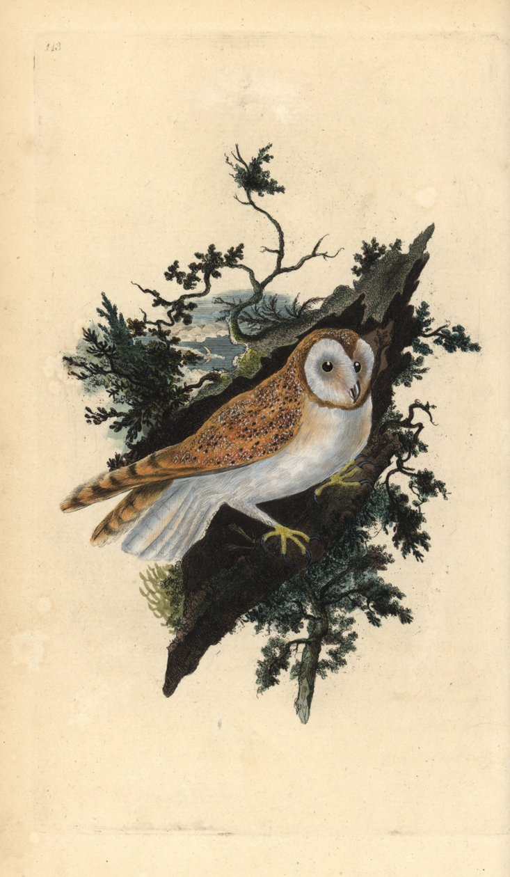 Barn Owl, Tyto alba by Edward Donovan