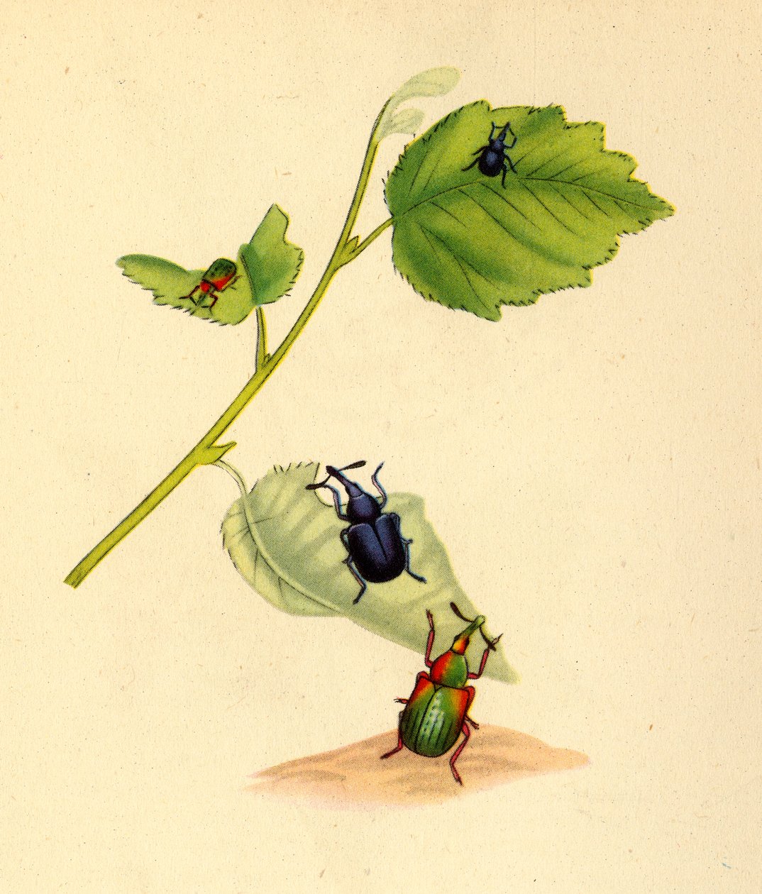 Birch Weevils: Curculio betulae by Edward Donovan