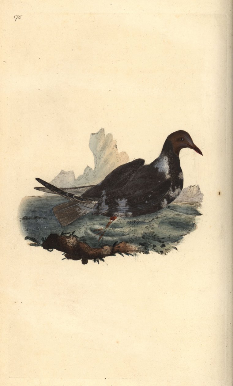 Black-headed Gull, Chroicocephalus ridibundus, in Summer Plumage with Brown Head by Edward Donovan