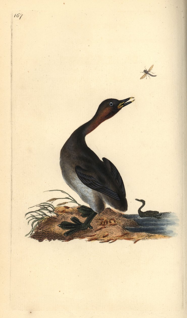 Black Chin Grebe by Edward Donovan