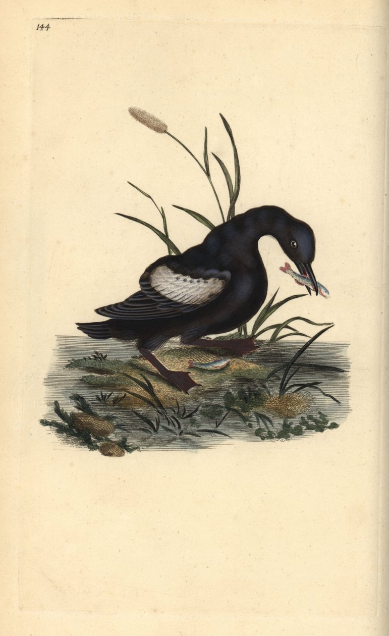 Black Guillemot or Tystie, Cepphus grylle, with Fish in its Beak by Edward Donovan