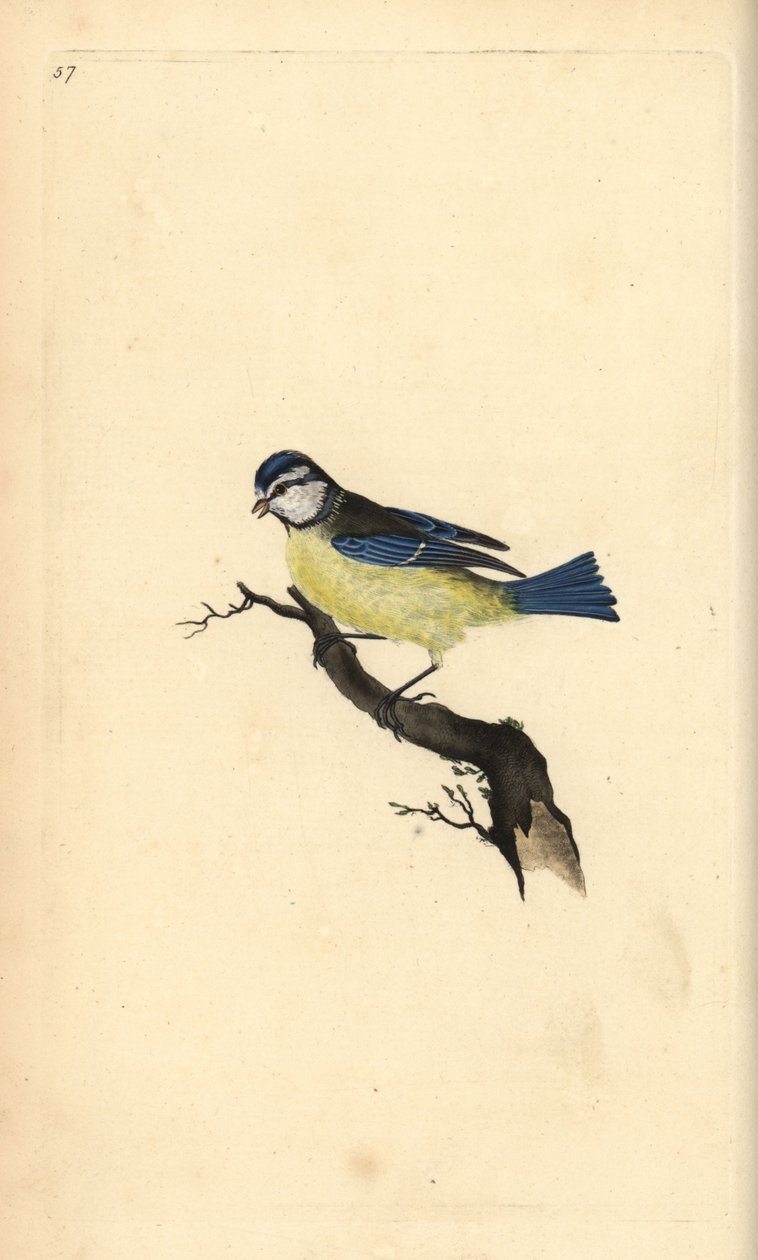 Blue Tit, Cyanistes caeruleus. Handcoloured copperplate from Natural History of British Birds, London by Edward Donovan