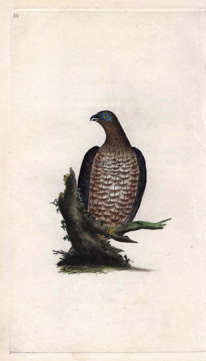 Honey Buzzard, Pernis apivorus. Copper engraving by Edward Donovan, published in Natural History of British Birds, London by Edward Donovan