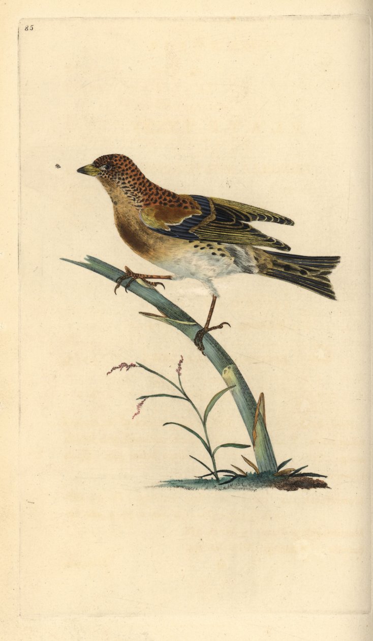 Brambling, Fringilla montifringilla. Handcoloured copperplate from Natural History of British Birds, London by Edward Donovan