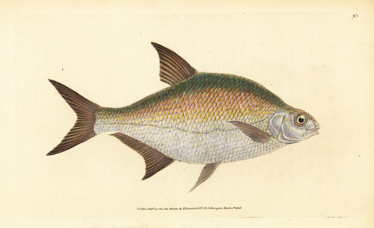 Bream, Abramis brama (Cyprinus brama). Handcoloured Copperplate Drawn and Engraved by Edward Donovan from His Natural History of British Fishes, Donovan and F.C. and J. Rivington, London by Edward Donovan