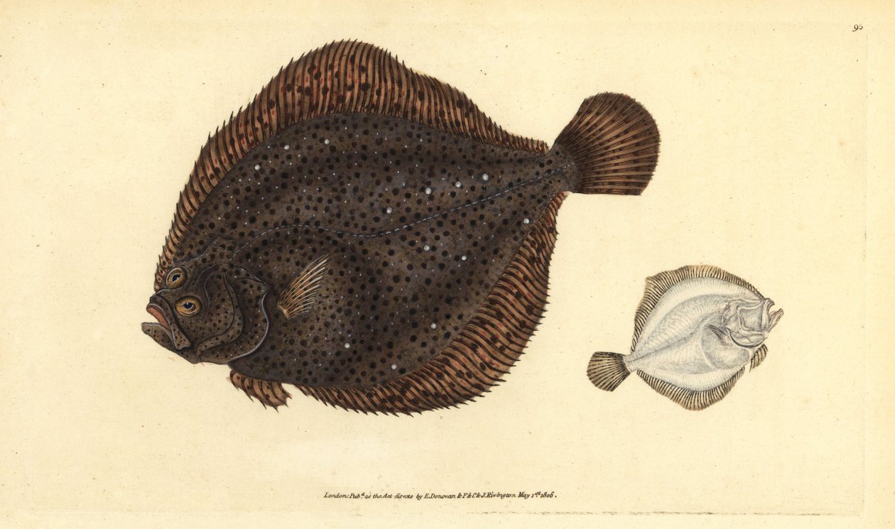 Brill or pearl, handcoloured copperplate drawn and engraved by Edward Donovan from his Natural History of British Fishes by Edward Donovan