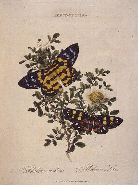 Butterflies: Phalaena Militaris, Phalaena Lectrix, pub. by the artist by Edward Donovan