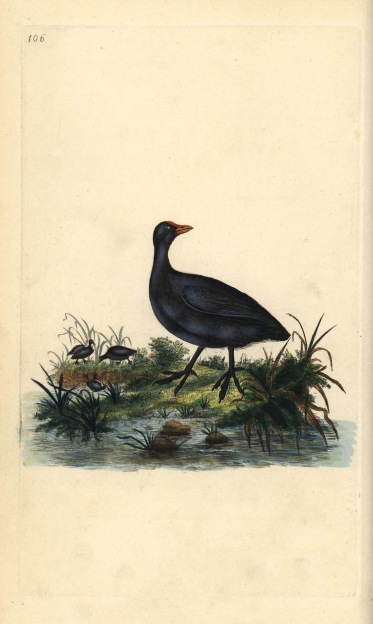 Common Coot by Edward Donovan