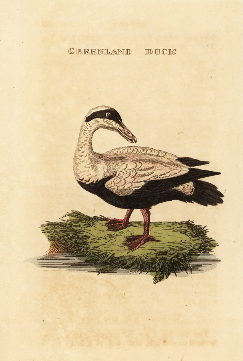 Common eider by Edward Donovan