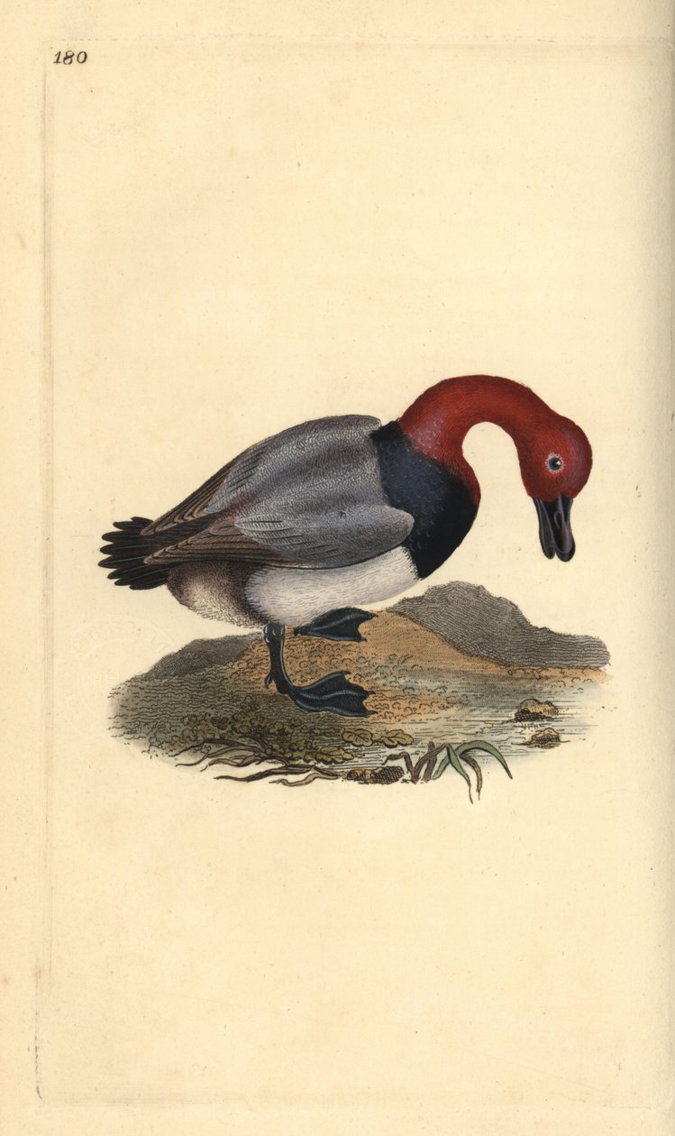 Common pochard or red-headed wigeon, Aythra ferina (male). Handcoloured copperplate from Natural History of British Birds, London by Edward Donovan