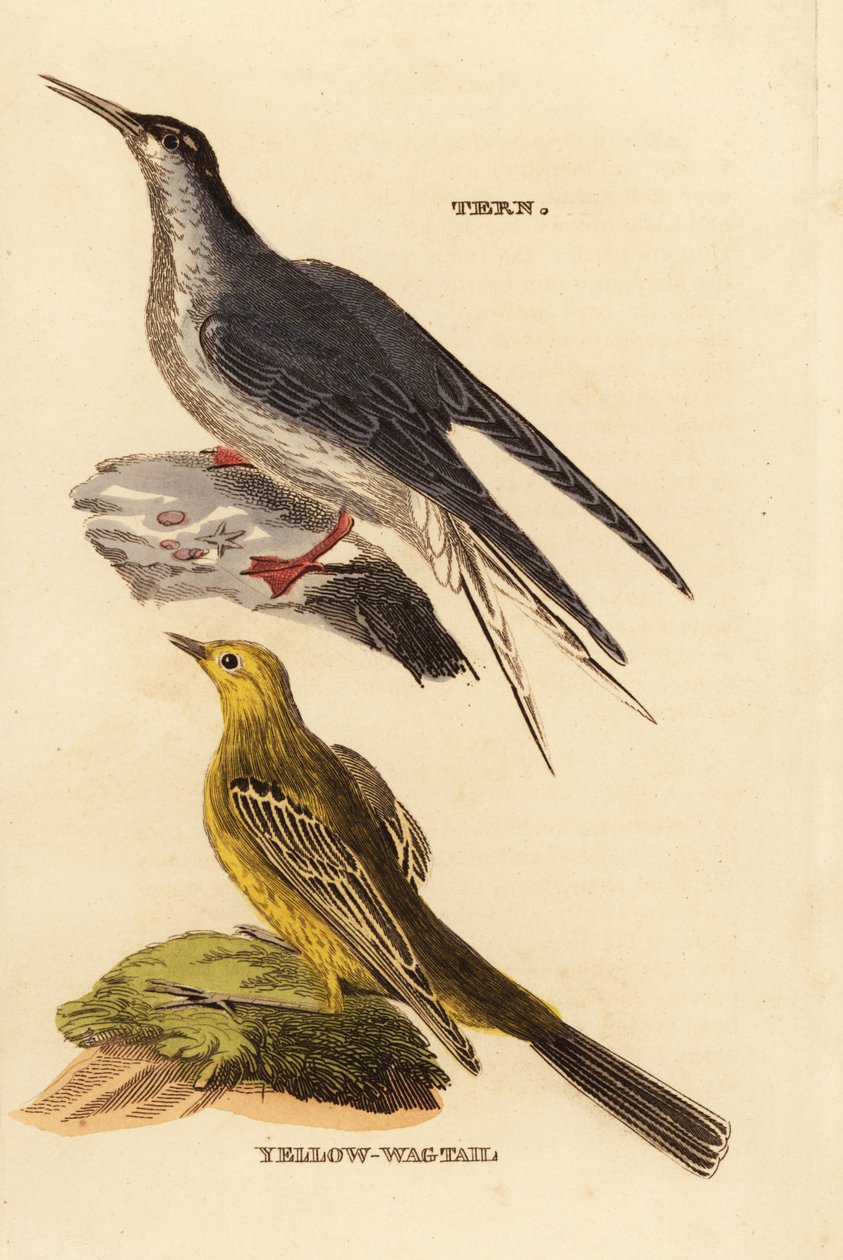 Common Tern and Yellow Wagtail by Edward Donovan
