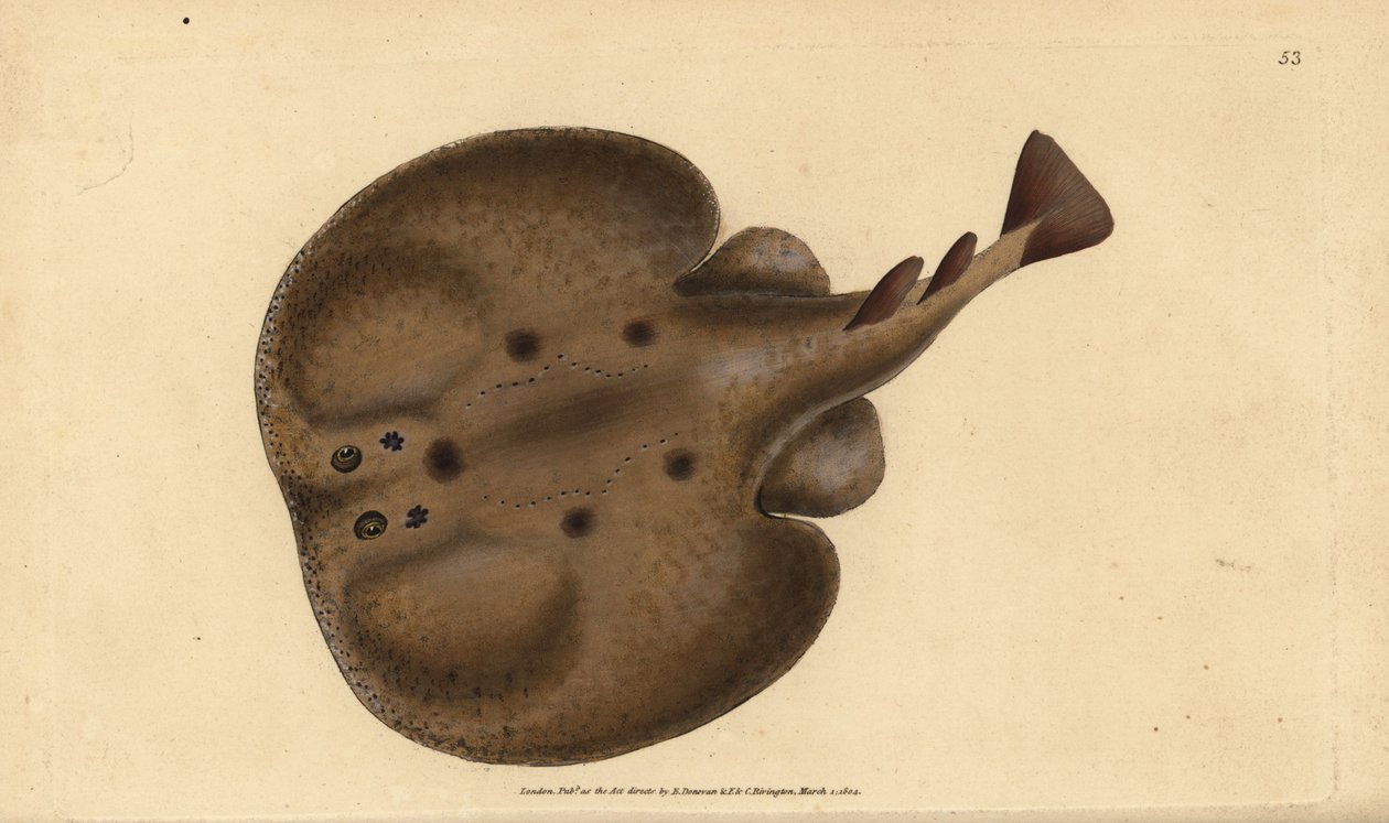 Common torpedo or eyed electric ray, Raja torpedo. Handcoloured copperplate from Natural History of British Fishes, Donovan and F.C. and J. Rivington, London by Edward Donovan