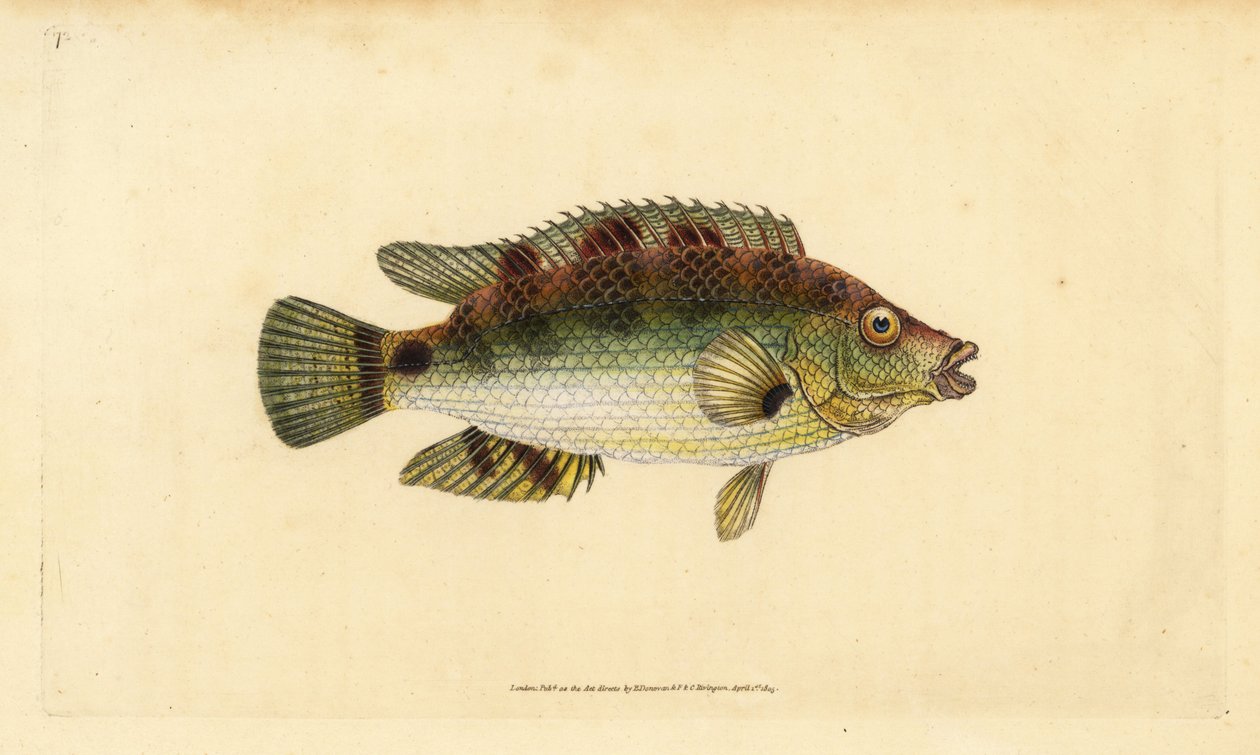Corkwing wrasse, Symphodus melops (Goldfinny, Labrus cornubius). Handcoloured copperplate drawn and engraved by Edward Donovan from his Natural History of British Fishes, Donovan and F.C. and J. Rivington, London by Edward Donovan