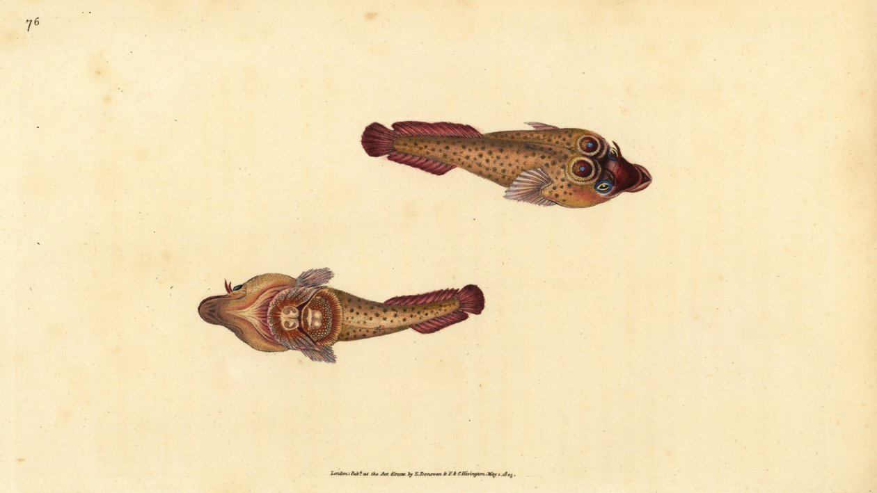 Cornish Sucker, Lepadogaster purpurea by Edward Donovan