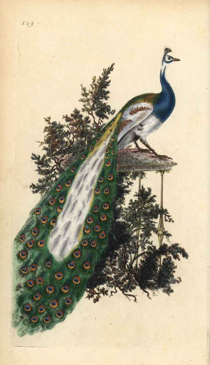 Crested Peacock, Indian or Blue Peafowl by Edward Donovan