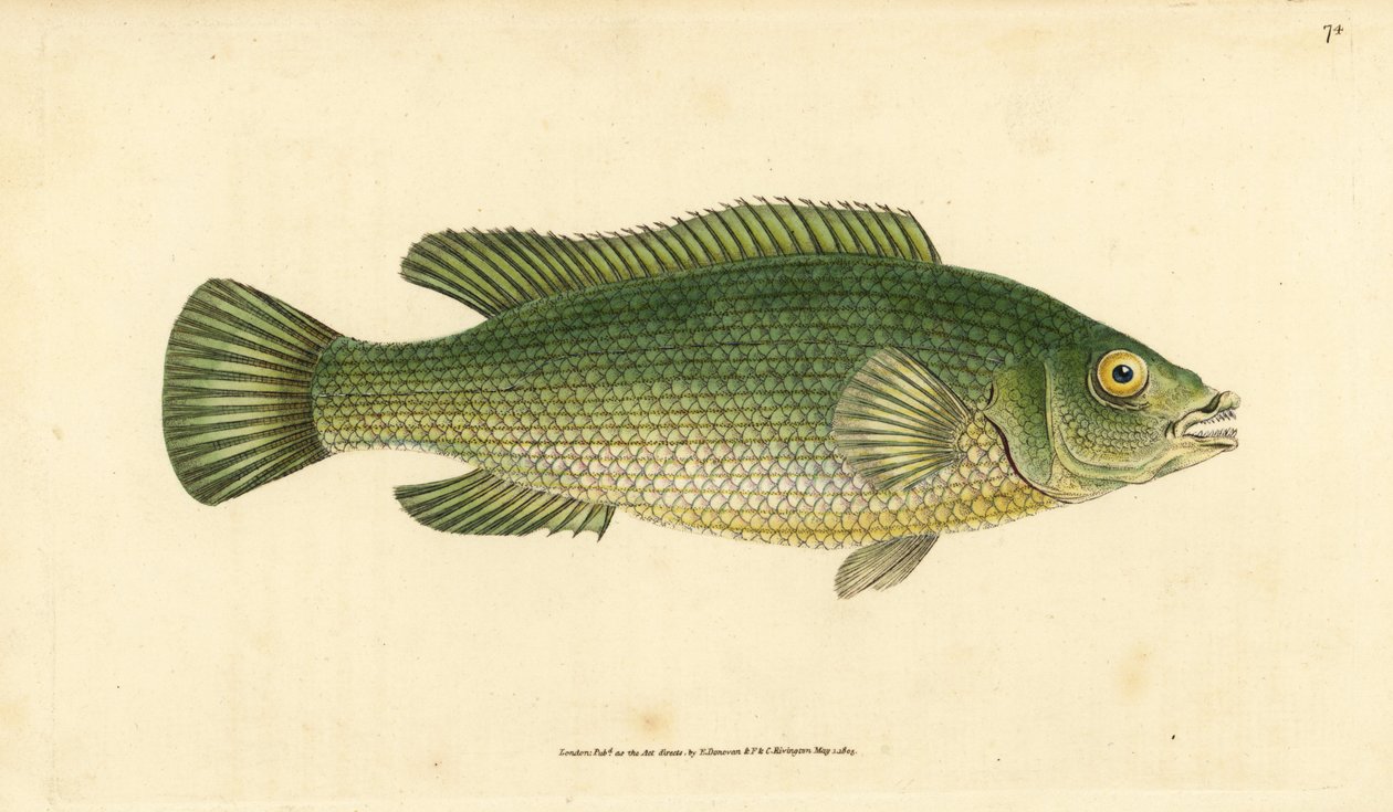 Cuckoo wrasse, Labrus mixtus (Streaked wrasse, Labrus lineatus). Handcoloured copperplate drawn and engraved by Edward Donovan from his Natural History of British Fishes, Donovan and F.C. and J. Rivington, London by Edward Donovan