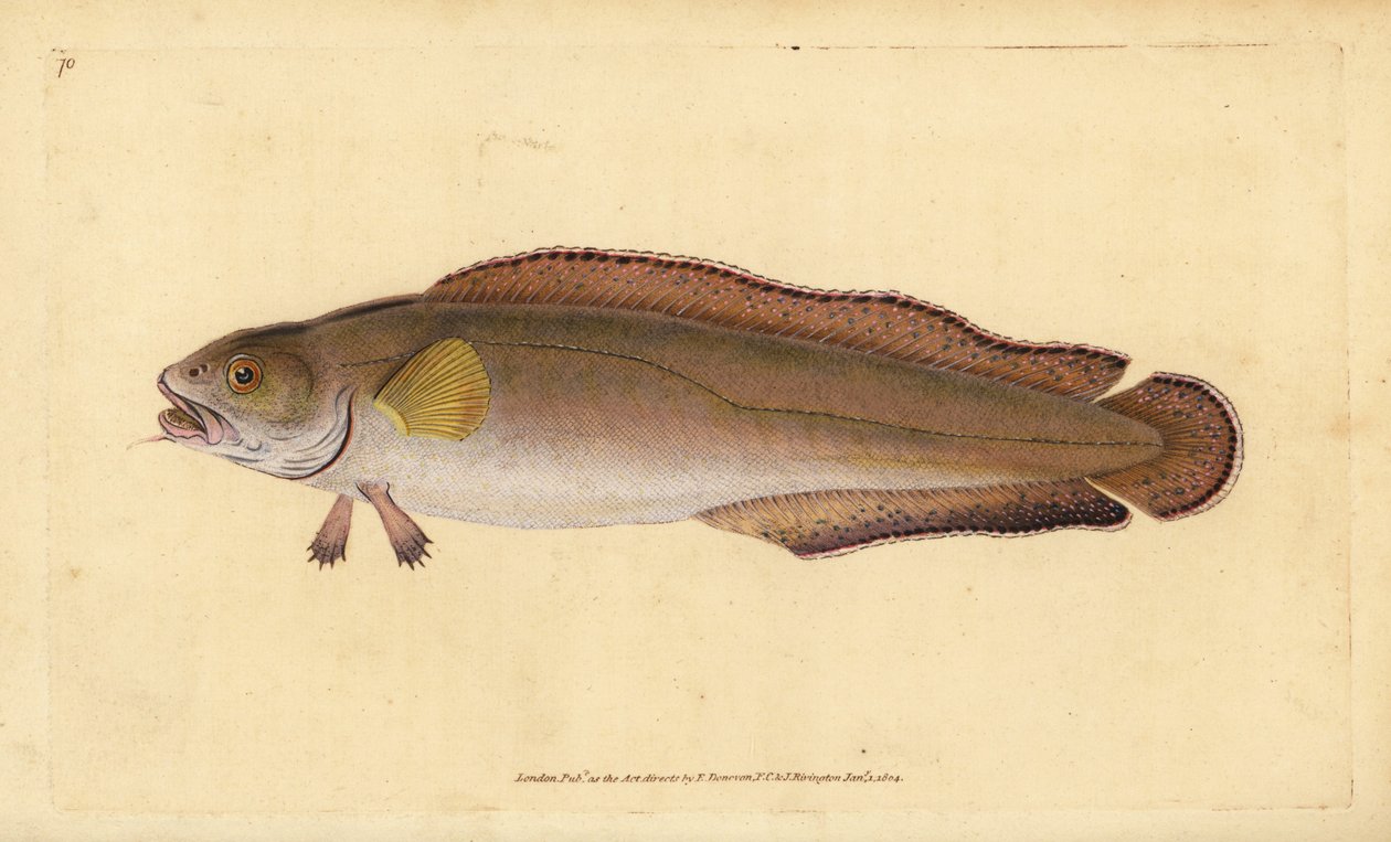 Cusk or Tusk, Brosme brosme by Edward Donovan