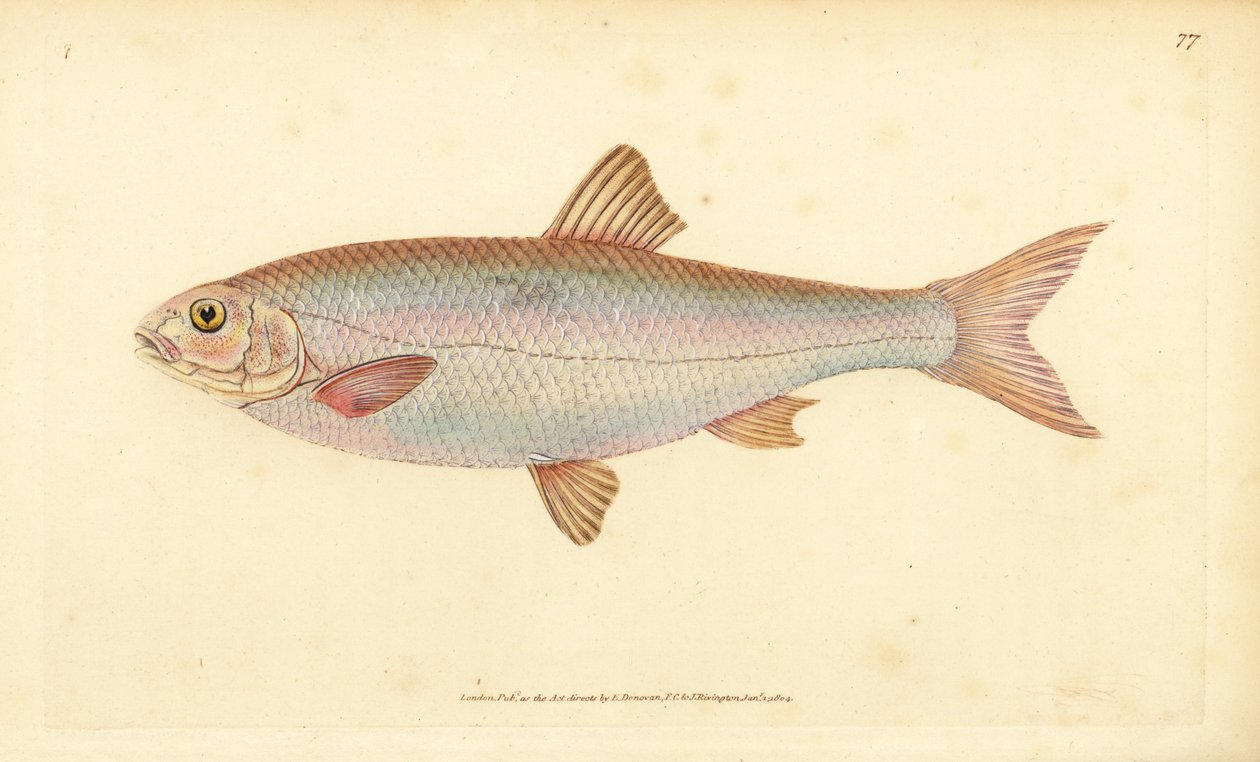 Dace, handcoloured copperplate drawn and engraved by Edward Donovan from his Natural History of British Fishes by Edward Donovan