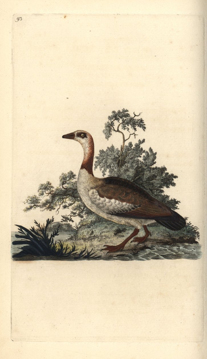 Egyptian Goose, Alopochen aegyptiacus by Edward Donovan