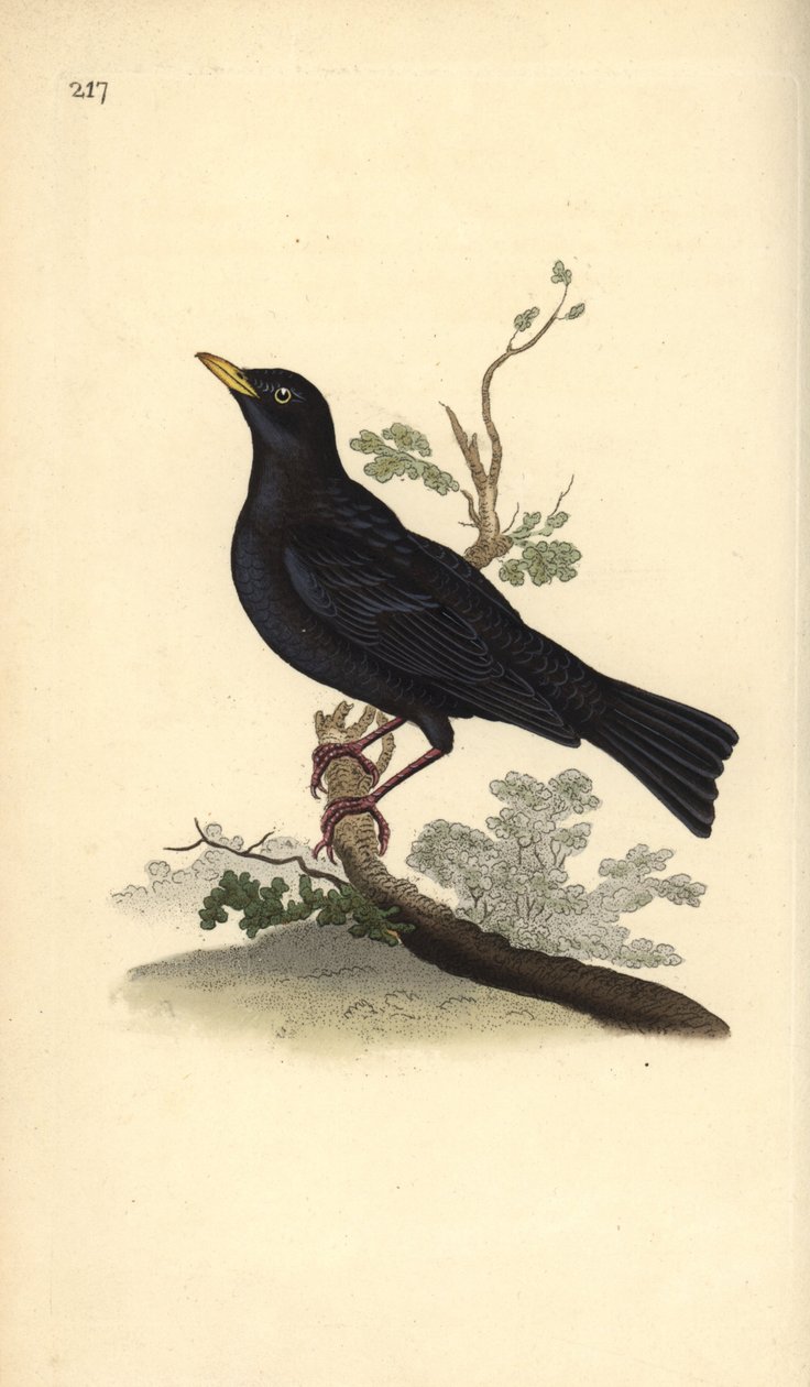 Eurasian Blackbird, Turdus merula by Edward Donovan