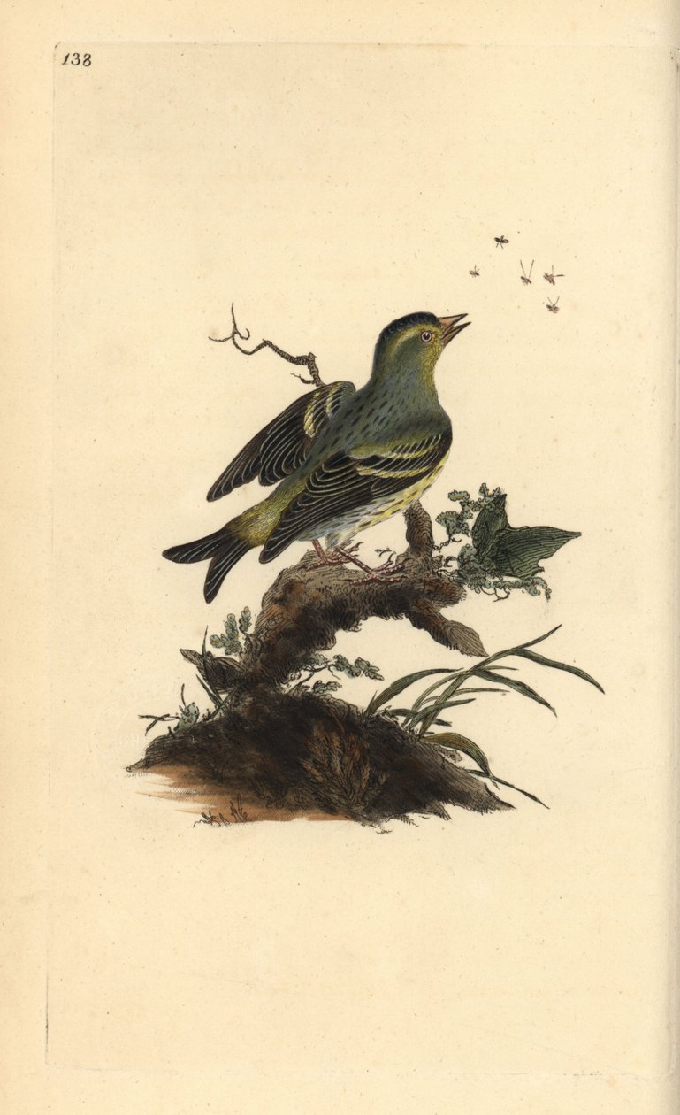 Eurasian Siskin, Carduelis spinus by Edward Donovan