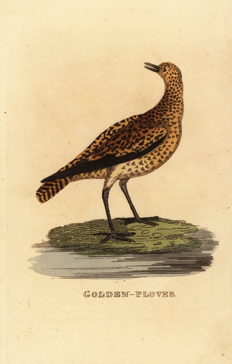 European golden plover by Edward Donovan