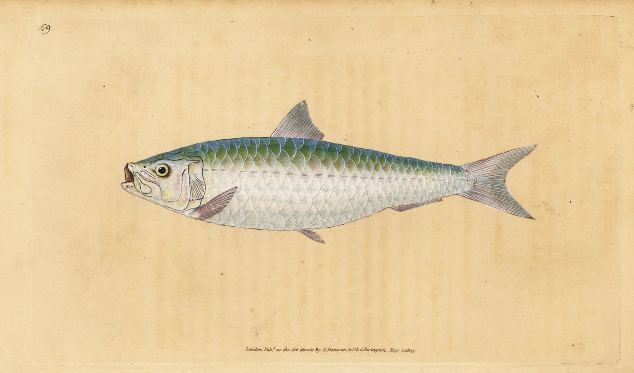 European pilchard, Sardina pilchardus by Edward Donovan