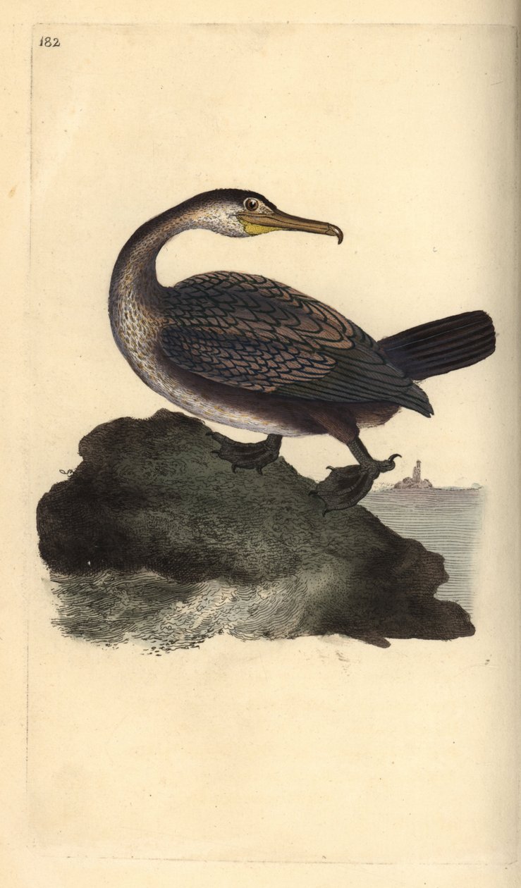 European Shag, Phalacrocorax aristotelis by Edward Donovan