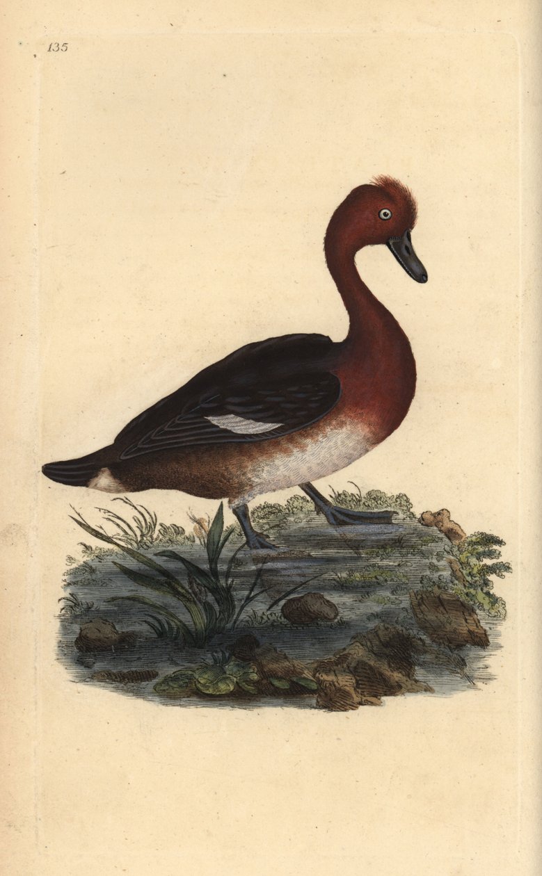 Ferruginous duck, Aythya nyroca by Edward Donovan