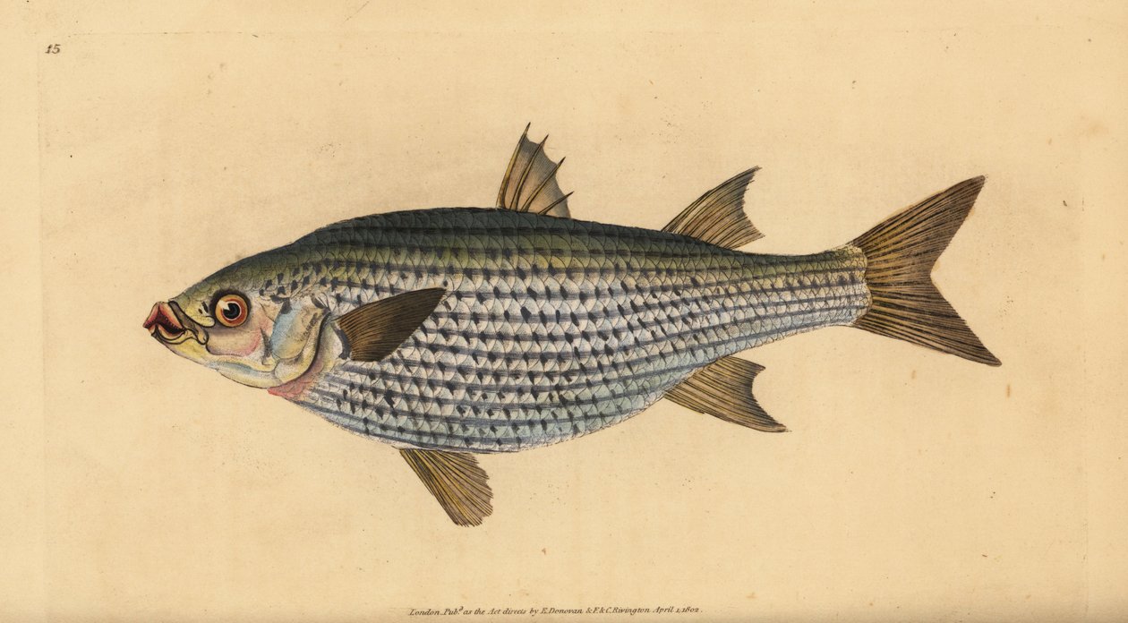 Flathead mullet, Mugil cephalus by Edward Donovan