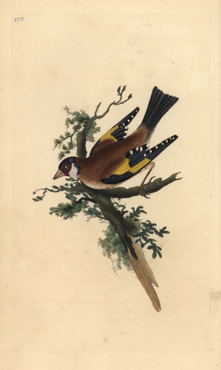 Goldfinch, Carduelis carduelis. Handcoloured copperplate from Natural History of British Birds, London by Edward Donovan