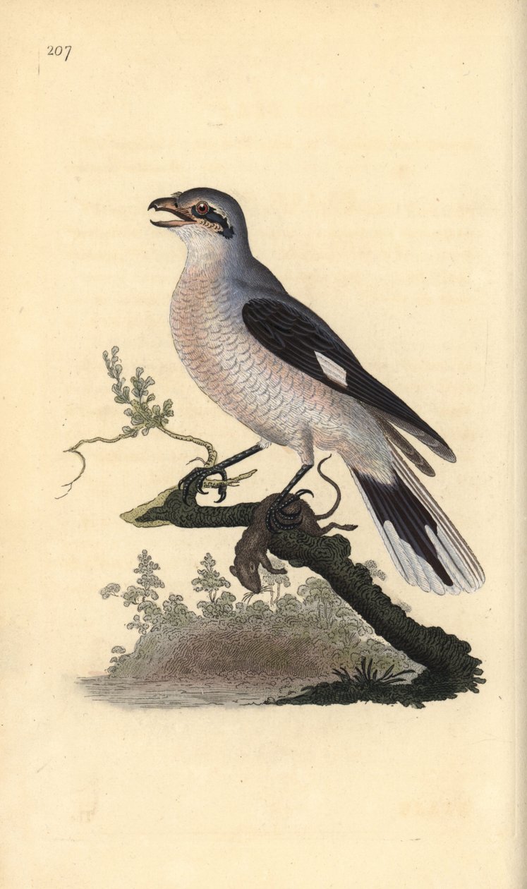 Great grey shrike (female), Lanius excubitor. Handcoloured copperplate from Natural History of British Birds, London by Edward Donovan