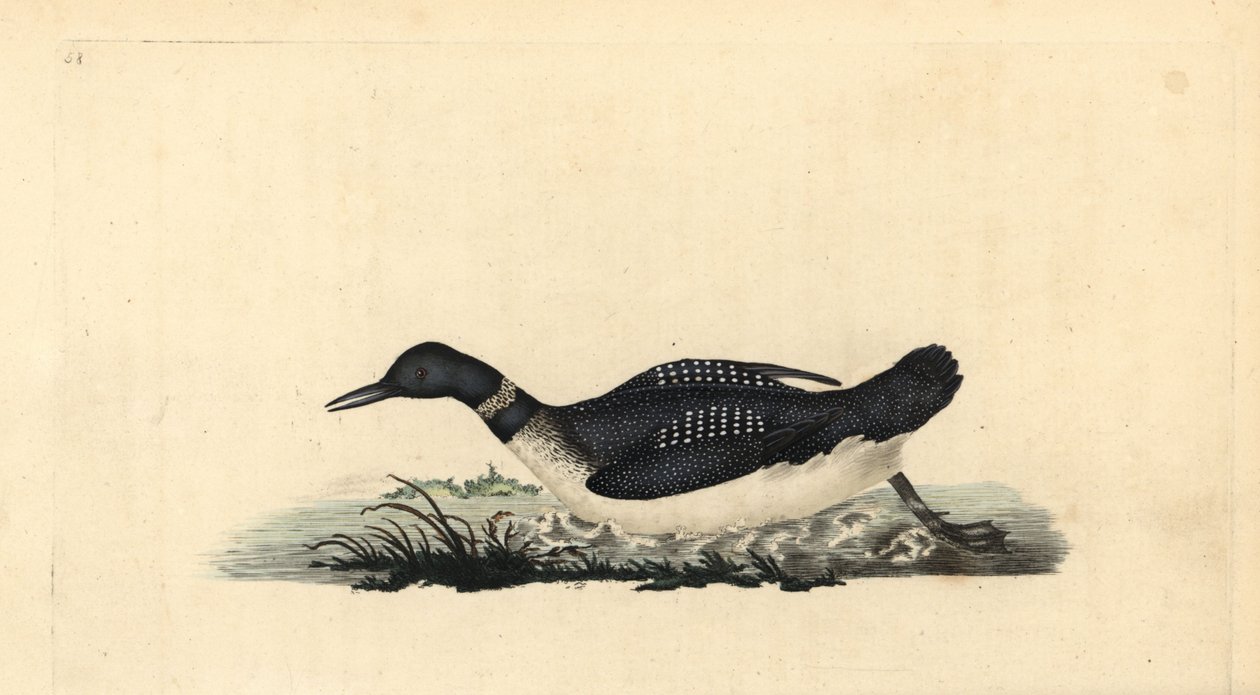Great Northern Loon, Gavia immer by Edward Donovan