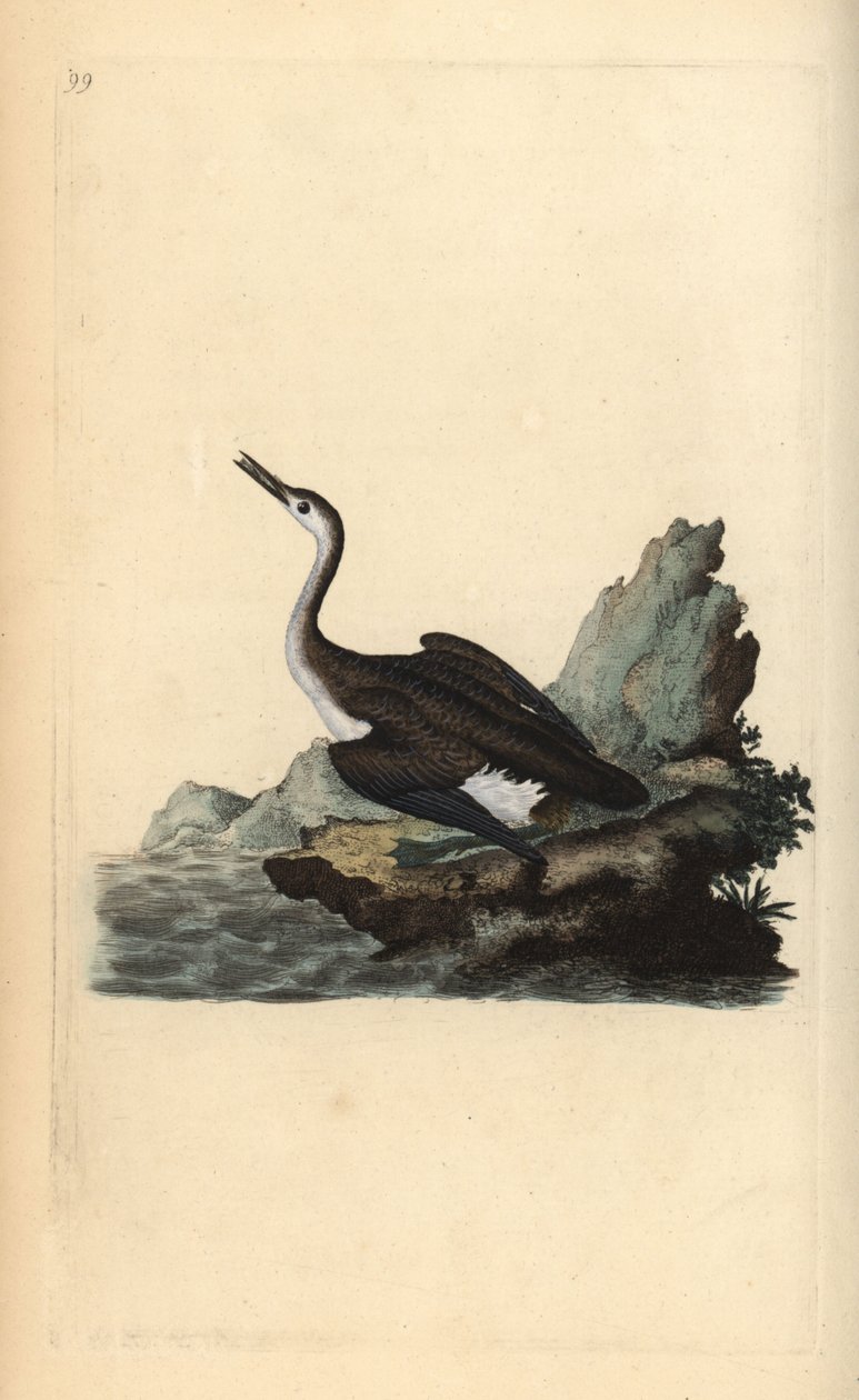 Great Northern Loon, Gavia immer. Handcoloured copperplate drawn and ...