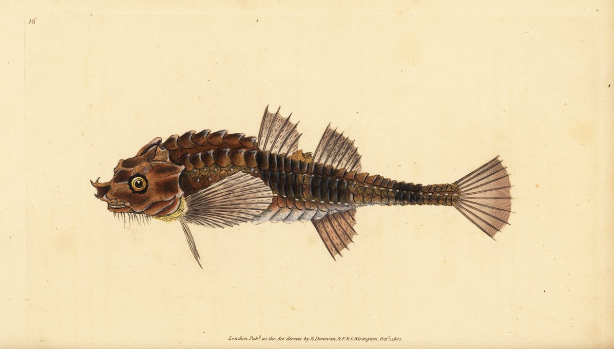 Hooknose, Agonus cataphractus (Pogge or Armed Bull-Head, Cottus cataphractus). Handcoloured Copperplate Drawn and Engraved by Edward Donovan from His Natural History of British Fishes, Donovan and F.C. and J. Rivington, London by Edward Donovan