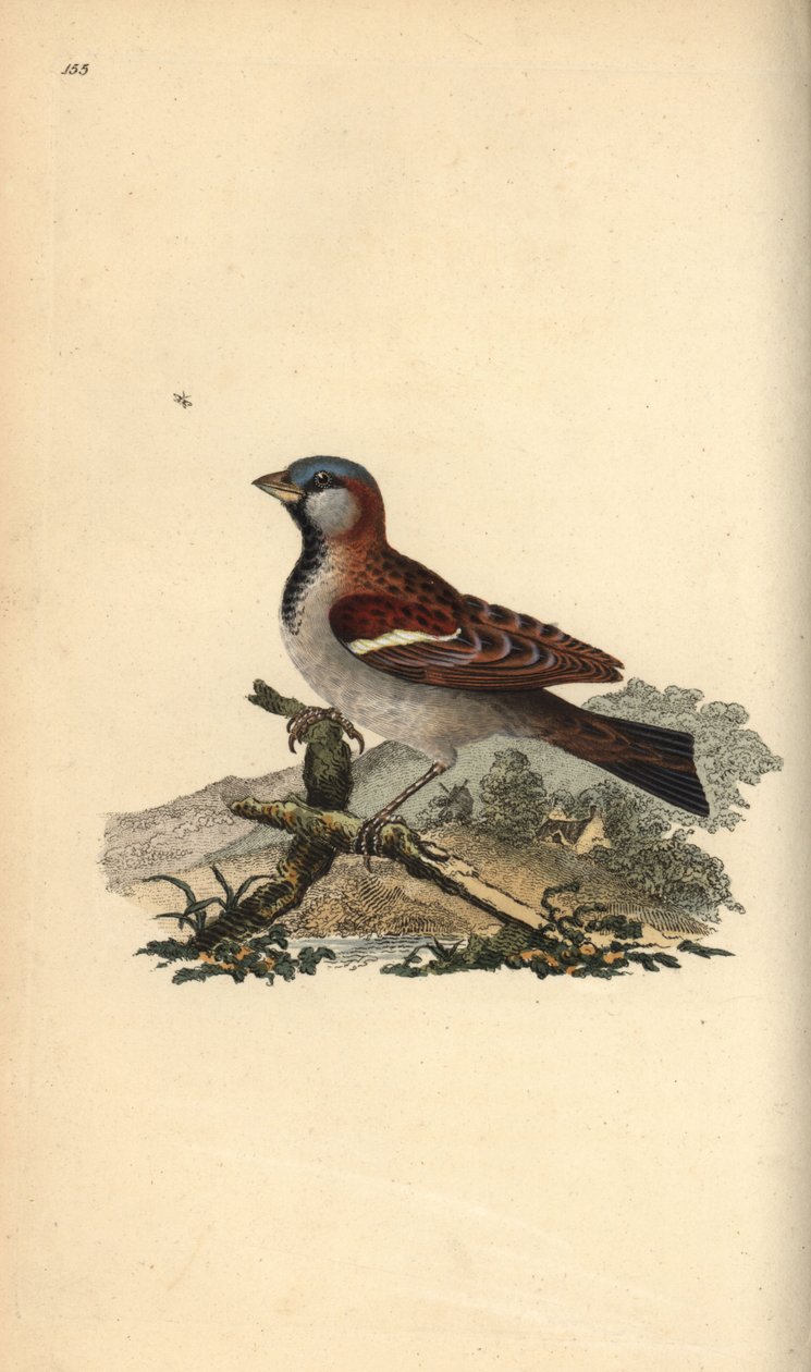 House Sparrow, Passer domesticus by Edward Donovan