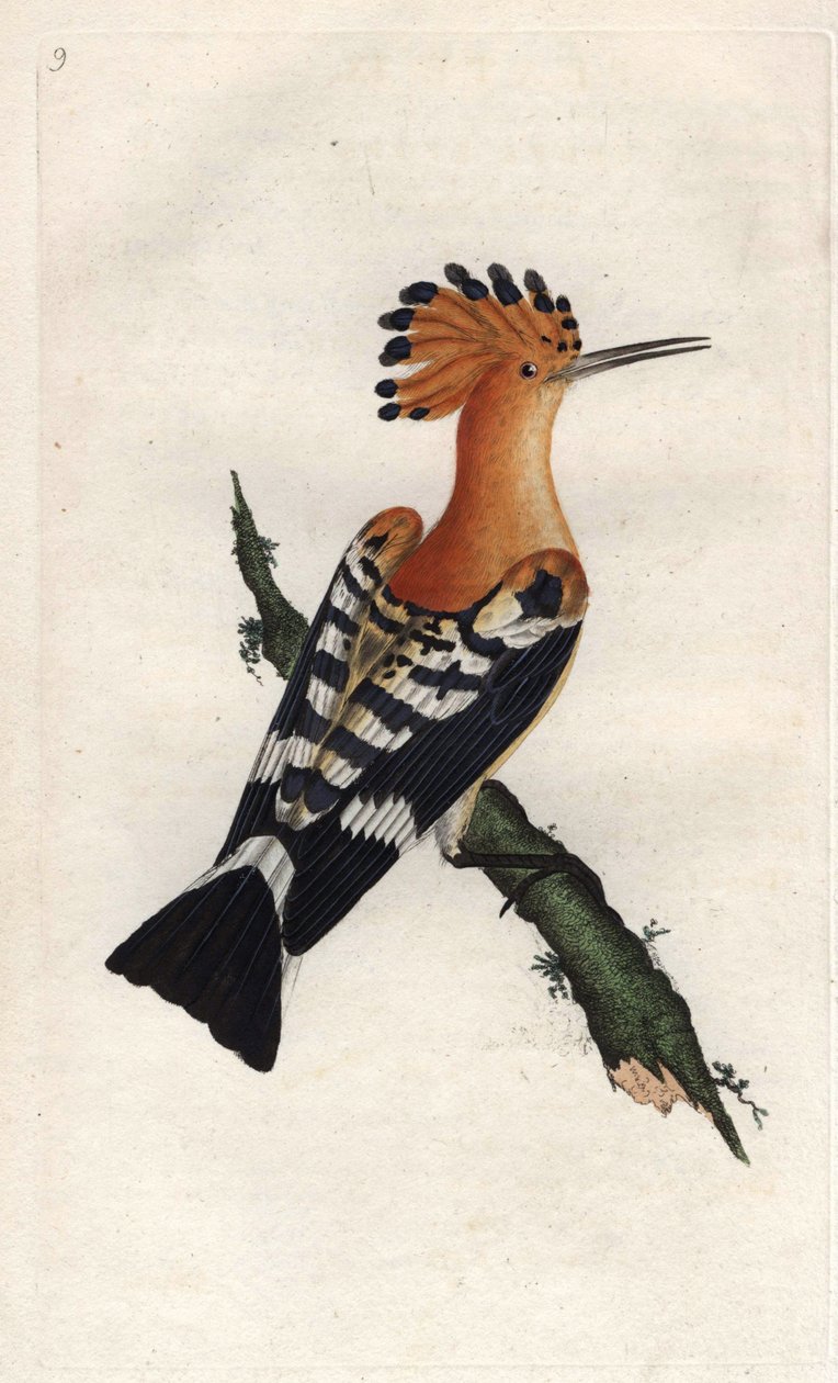 Huppe fasciee. Upupa epops by Edward Donovan: Fine art print
