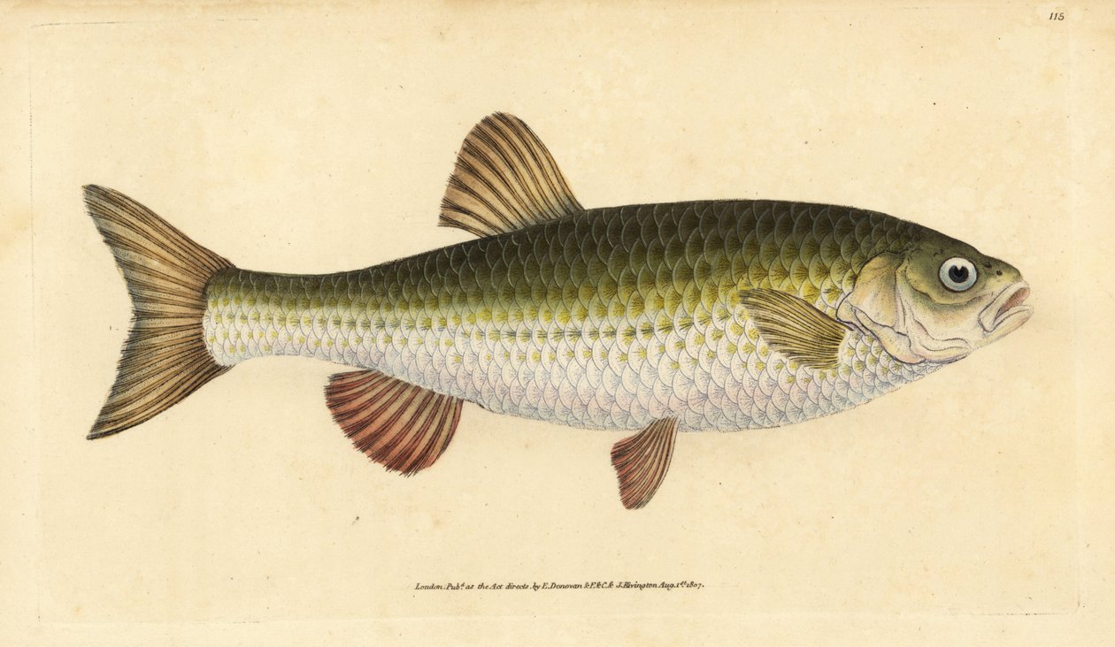 Ide, Leuciscus idus by Edward Donovan