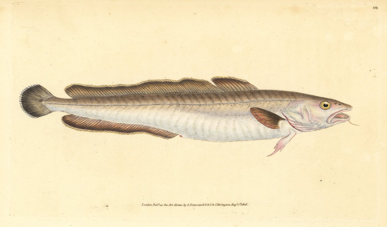 Ling Fish by Edward Donovan