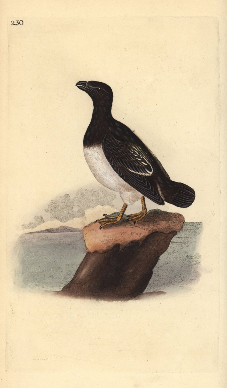 Little auk or Dovekie (female), Alle alle. Handcoloured copperplate drawn and engraved by Edward Donovan from his own Natural History of British Birds, London by Edward Donovan