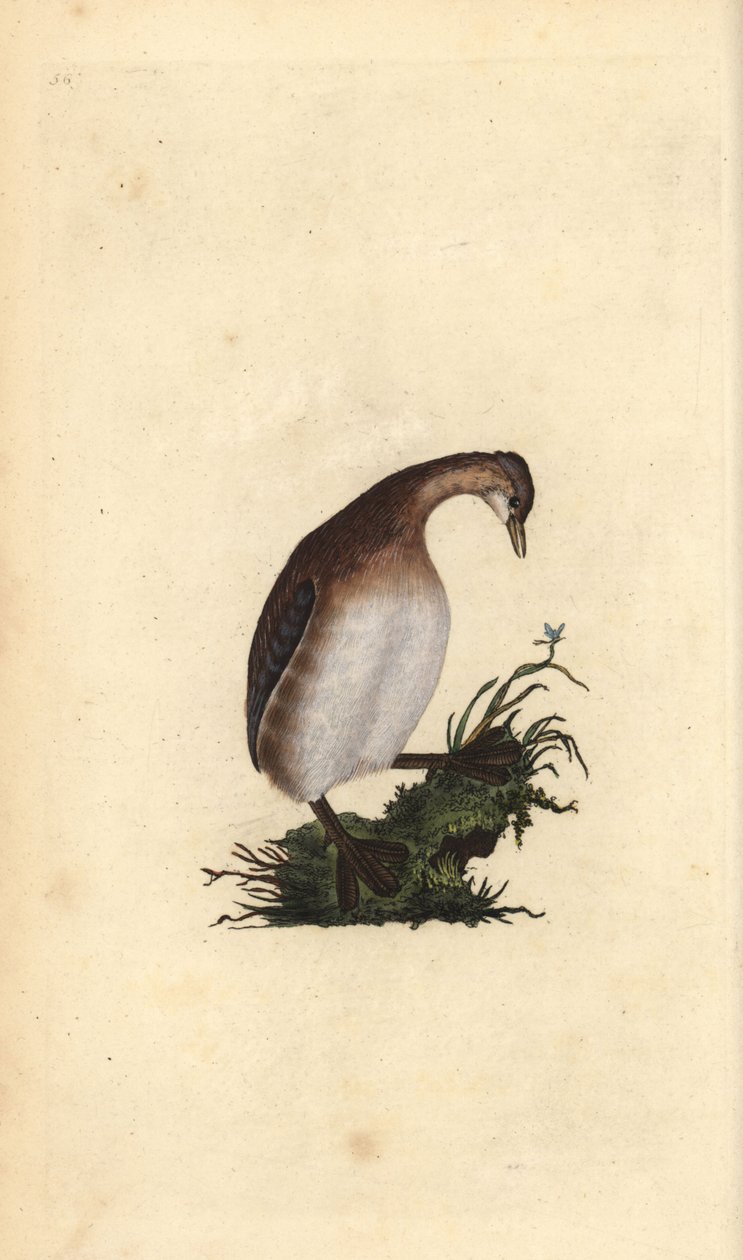 Little Grebe, Tachybaptus ruficollis. Handcoloured copperplate from Natural History of British Birds, London by Edward Donovan