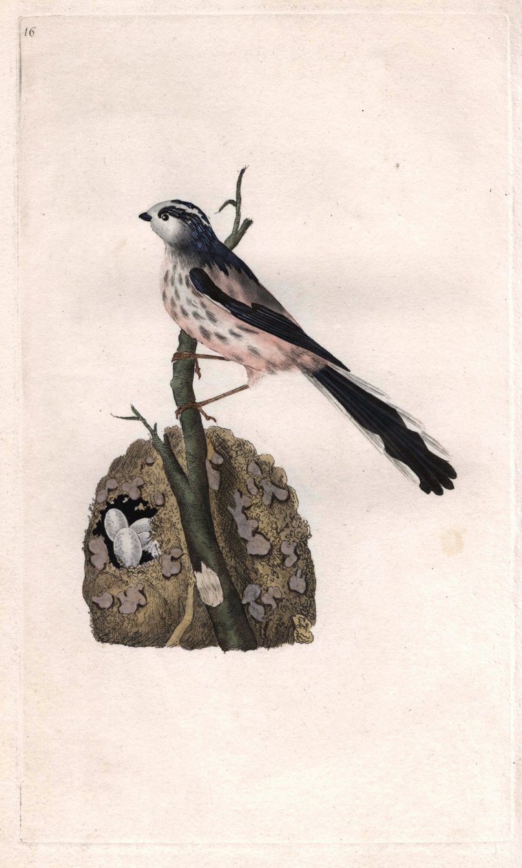 Long-tailed Tit, Aegithalos caudatus. Copper engraving by Edward Donovan, published in Natural History of British Birds, London by Edward Donovan