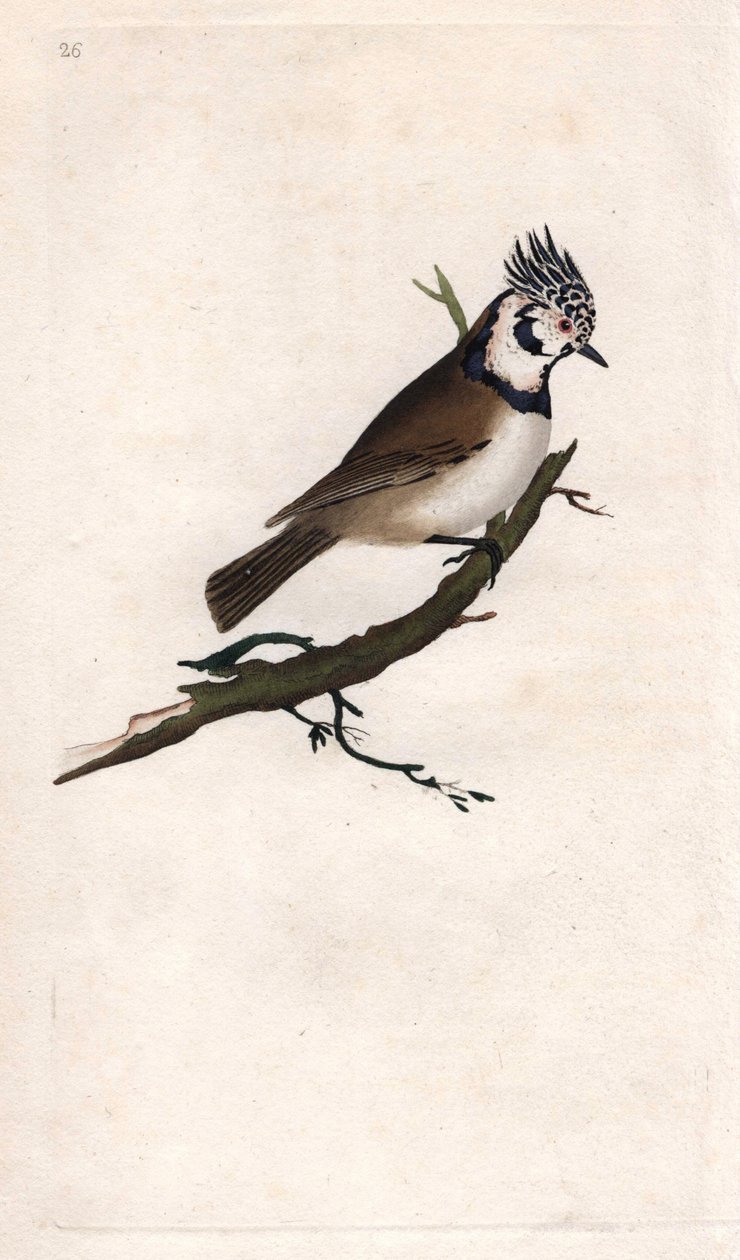 Crested Tit, Lopophanes cristatus cristatus (Parus cristatus). Copper engraving from Histoire naturelle des oiseaux britanniques, London by Edward Donovan