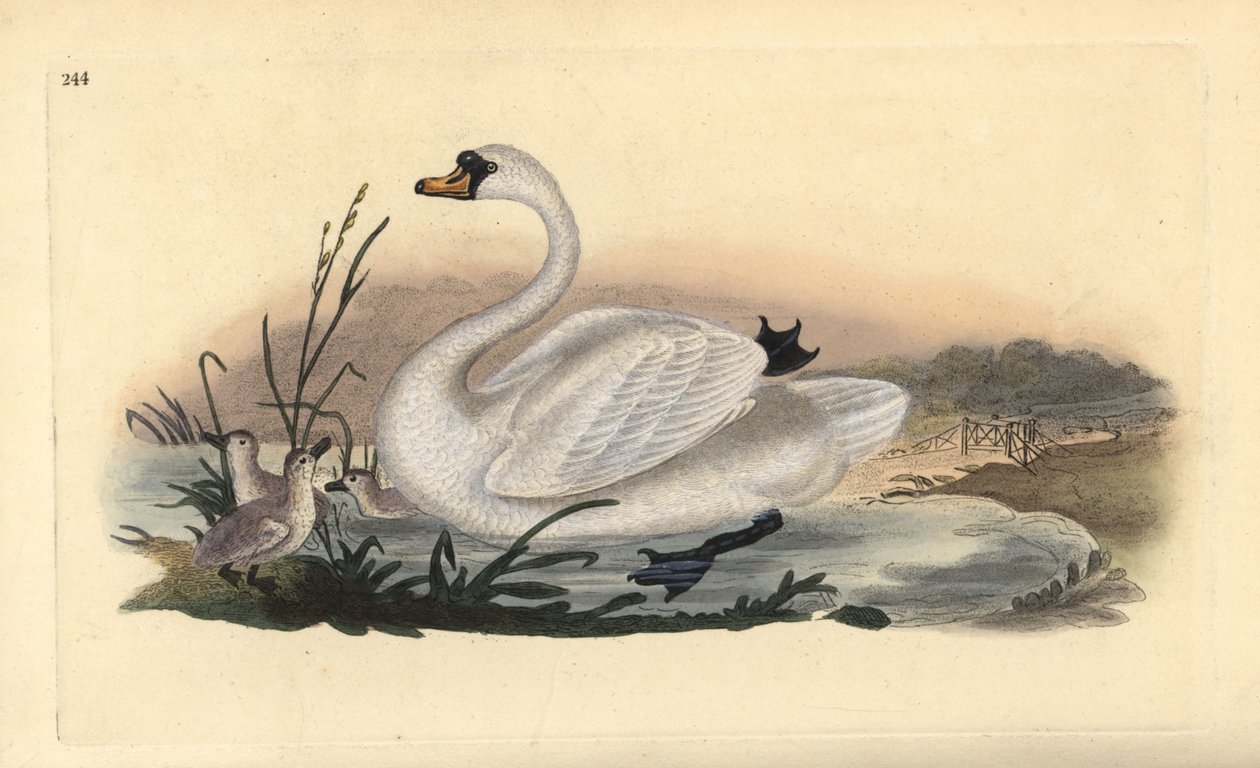 Mute swan, Cygnus olor, with chicks by Edward Donovan