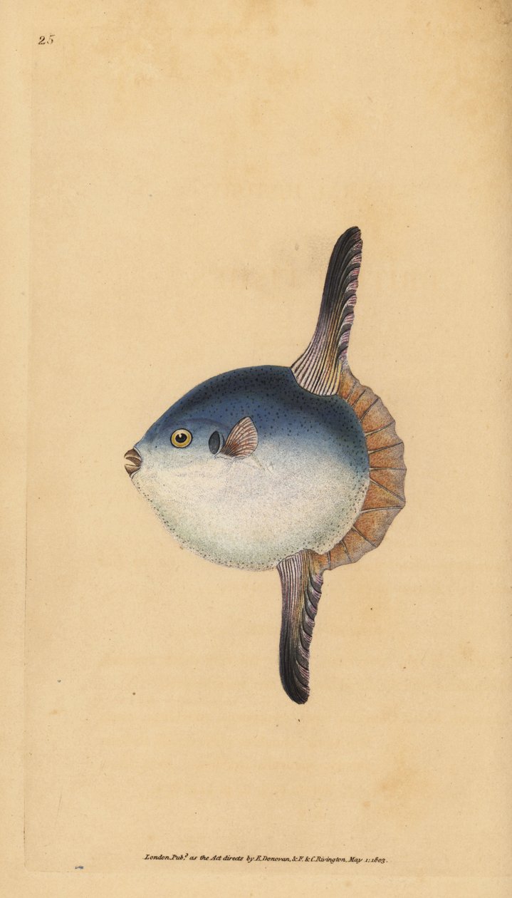 Ocean Sunfish, Mola mola. Vulnerable. Handcoloured copperplate from Natural History of British Fishes, London by Edward Donovan