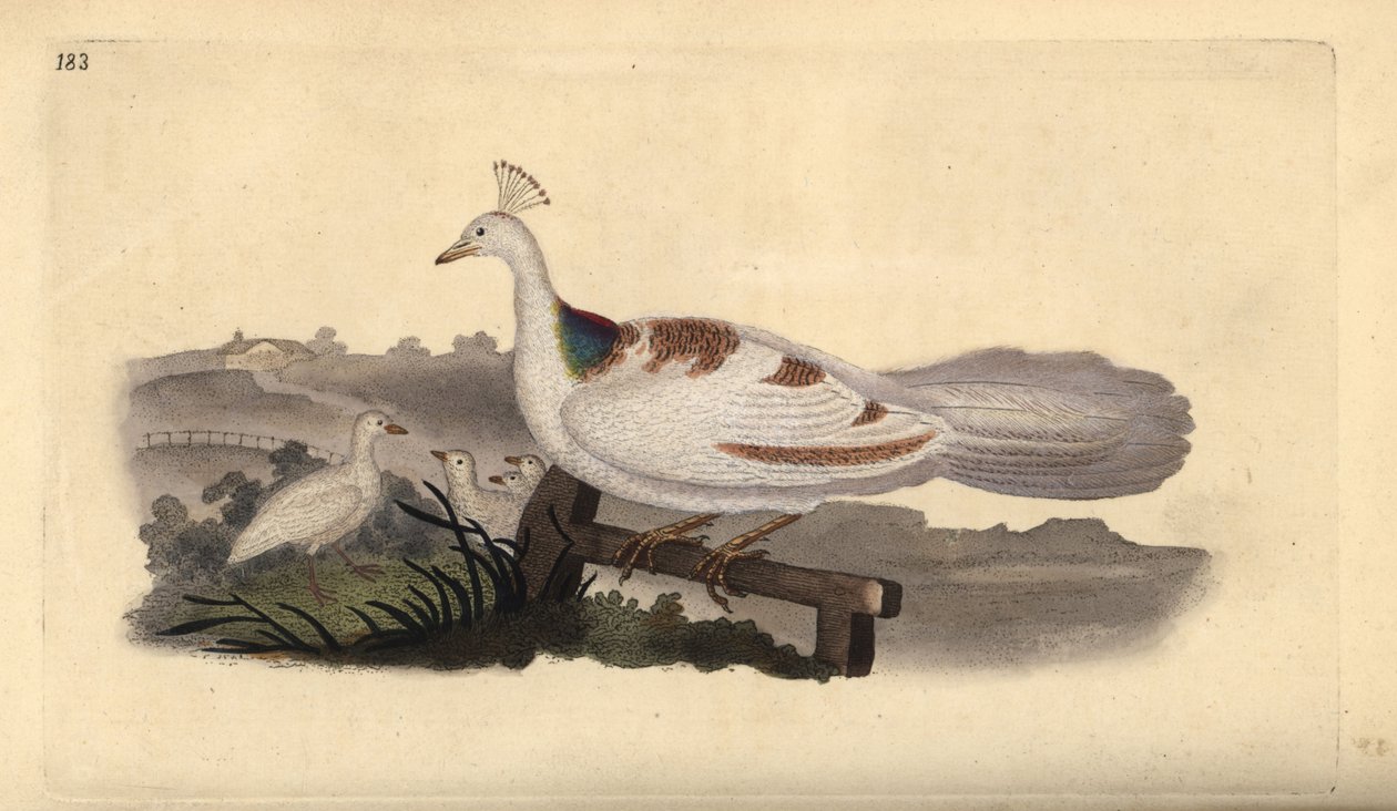 Peafowl Foot, Pavo cristatus, Female with Young by Edward Donovan