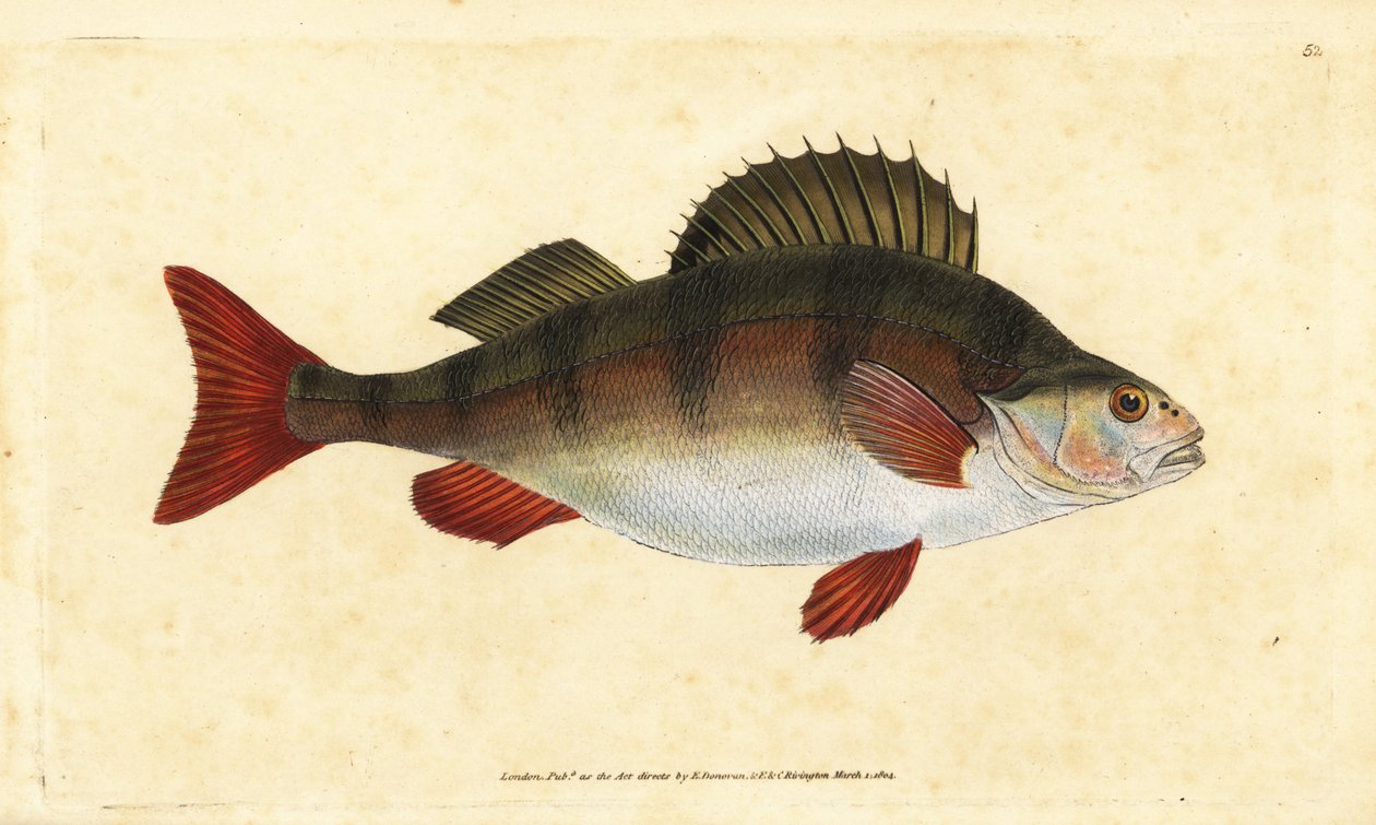Perch, Perca fluviatilis. Handcoloured copperplate drawn and engraved by Edward Donovan from his Natural History of British Fishes, Donovan and F.C. and J. Rivington, London by Edward Donovan